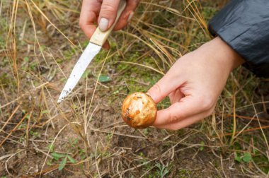 Kız bir mantar Suillus ormanda buldum.