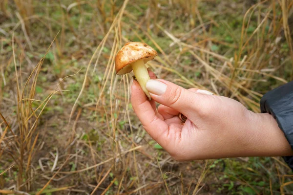 Kız bir mantar Suillus ormanda buldum.