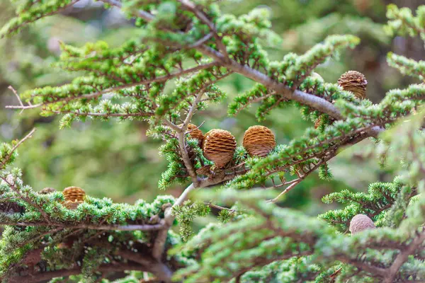 Conos marrones en la rama del árbol de coníferas — Foto de Stock