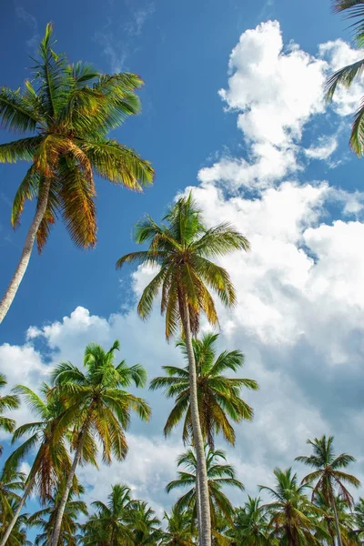 The tops of the green palm trees on blue sky background — Stock Photo, Image