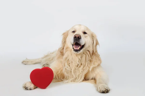 Güzel köpek Golden Retriever doğurmak ile kırmızı kalp yalancılık aşağı ve kamera için arıyorum. Aşk kavramı