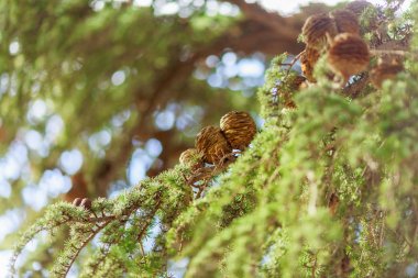 kahverengi diken üstünde yeşil çam dalı