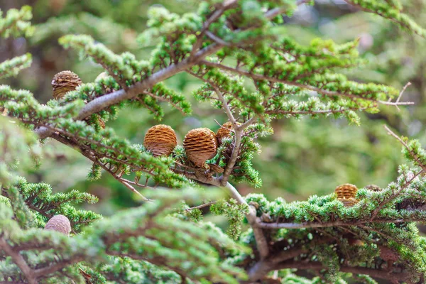 Protuberancias marrones en rama de abeto verde — Foto de Stock