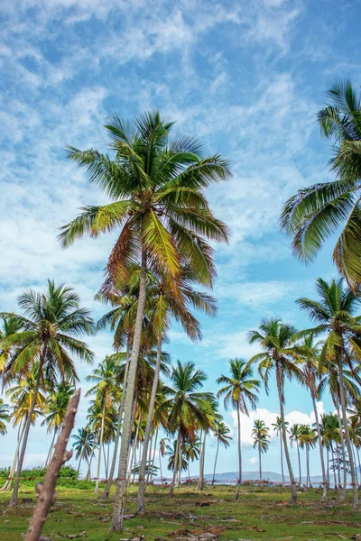 The palm tree forest, green palm trees on a green lawn on sky blue background — Stock Photo, Image