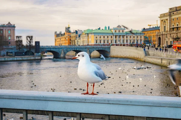 Möwe auf einer Brücke im Hintergrund des Flusses in der Altstadt von Stockholm. Schwedischer Urlaub — Stockfoto