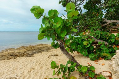yeşil yapraklı bitkiler ile vahşi kumsal