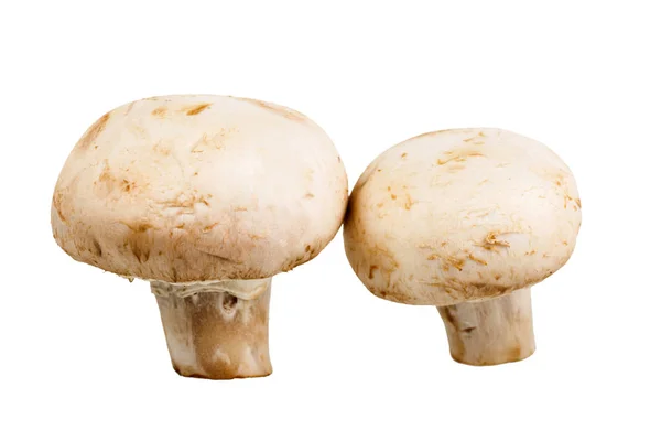 Zwei ganze frische Champignon-Pilze auf weißem Hintergrund Stockbild