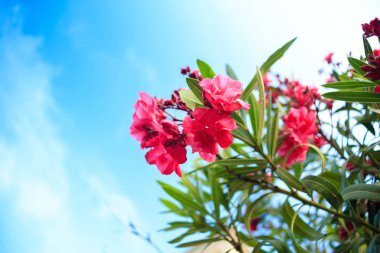 pembe çiçekli çalı zakkum çiçekleri ile