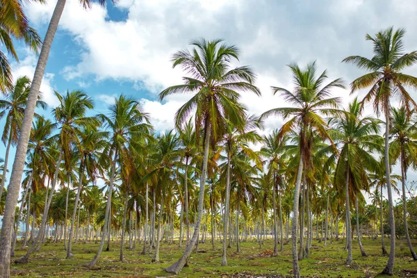 Palmiye ağacı orman, yeşil palmiye ağaçları yeşil çim üzerinde — Stok fotoğraf