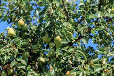 Alt görünümü üzerinde bir ağaç büyüyen armut