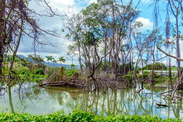 Озеро с сухими деревьями посреди зеленого оазиса — стоковое фото