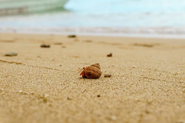 Einsiedlerkrebs am Sandstrand — Stockfoto