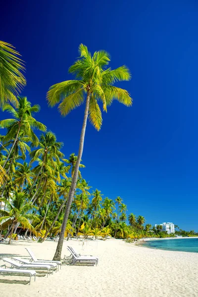 Üres gyönyörű karibi tengerpart fehér homok és a nagy pálmafákkal — Stock Fotó