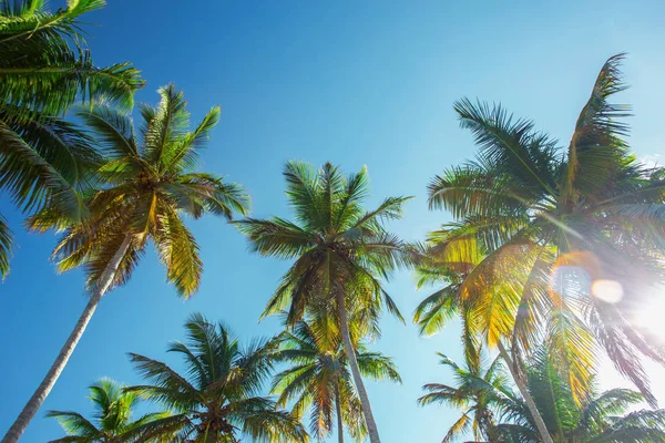 Tops of high palm trees in sunlight on sky background — Stock Photo, Image