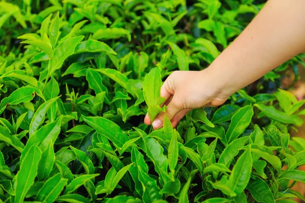 picking tea, female hand plucks the green petals of tea