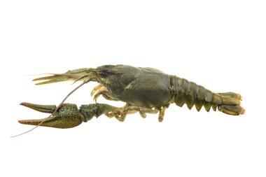 izole beyaz zemin üzerine yeşil kerevit