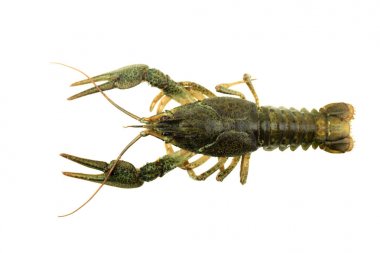 izole beyaz zemin üzerine yeşil kerevit