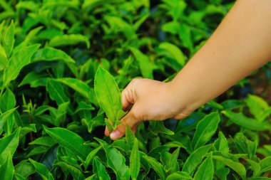 çay toplama, el kendiniyoluyor çay yeşil yaprakları