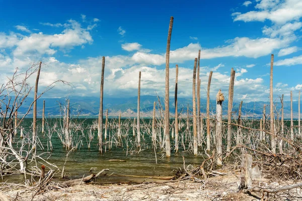 Tuz Gölü, ağaçların gövdeleri su, Lake Enriquillo yaprakları