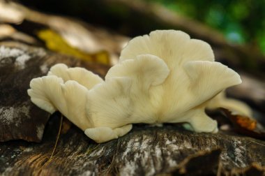 ağaç beyaz istiridye mantar yakın çekim