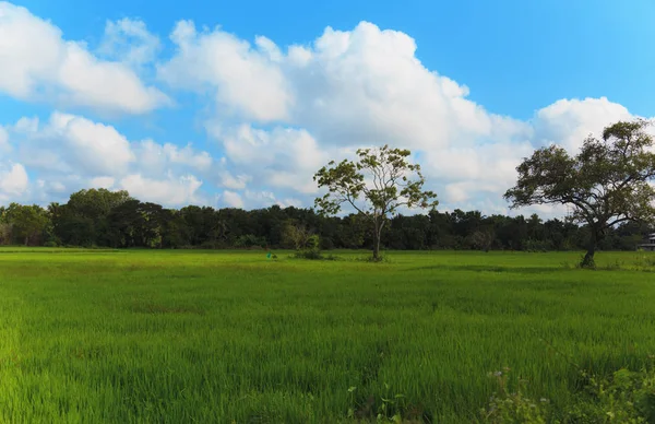 Campo de arroz e céu azul — Fotografia de Stock