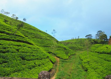  çay tarlaları yüksek dağlarda