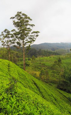  çay tarlaları yüksek dağlarda