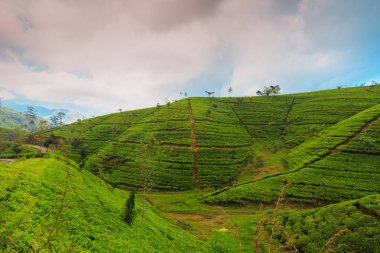  çay tarlaları yüksek dağlarda