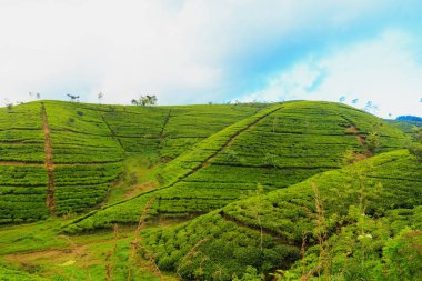  çay tarlaları yüksek dağlarda