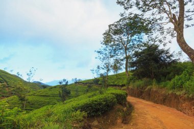  çay tarlaları yüksek dağlarda