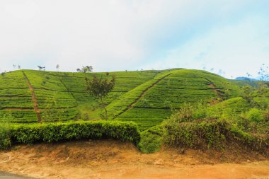 çay tarlaları yüksek dağlarda