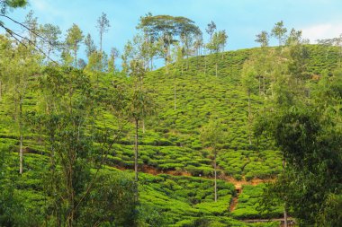  çay tarlaları yüksek dağlarda