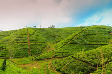  çay tarlaları yüksek dağlarda