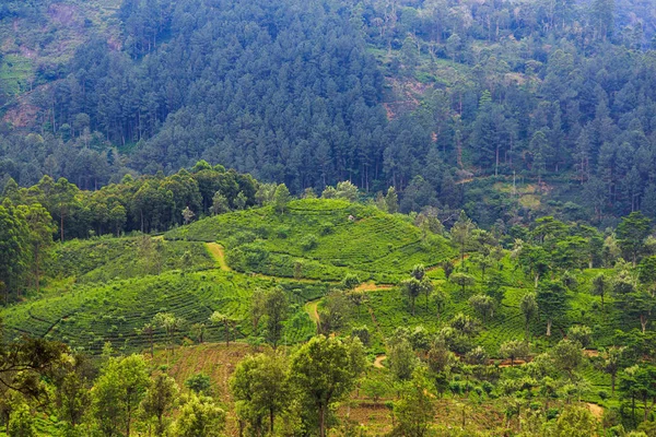 Plantaciones de té en las montañas — Foto de Stock