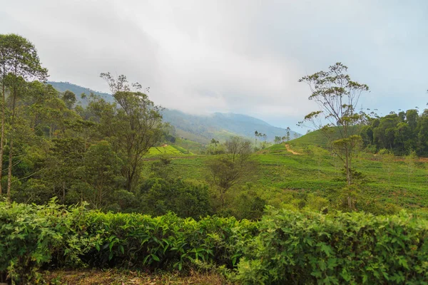  çay tarlaları yüksek dağlarda