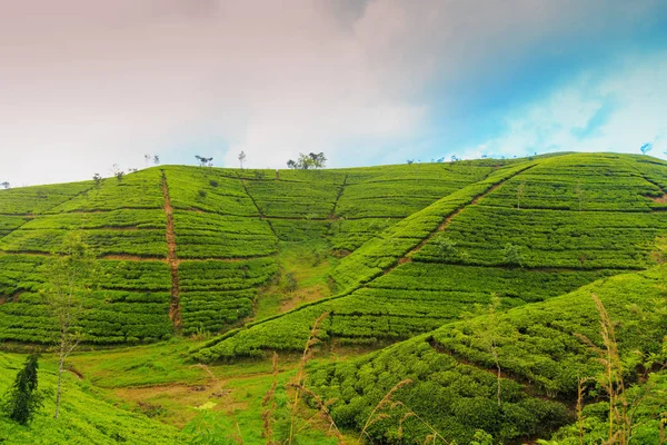  çay tarlaları yüksek dağlarda