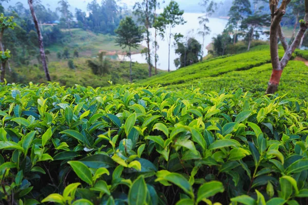 Plantations de thé en haute montagne — Photo