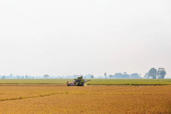 Rýže, rýžové pole, modrá obloha, Srí Lanka — Stock fotografie