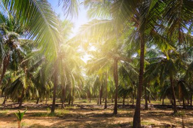 Yeşil palmiye ağaçları ve kum okyanus üzerinde büyüyen