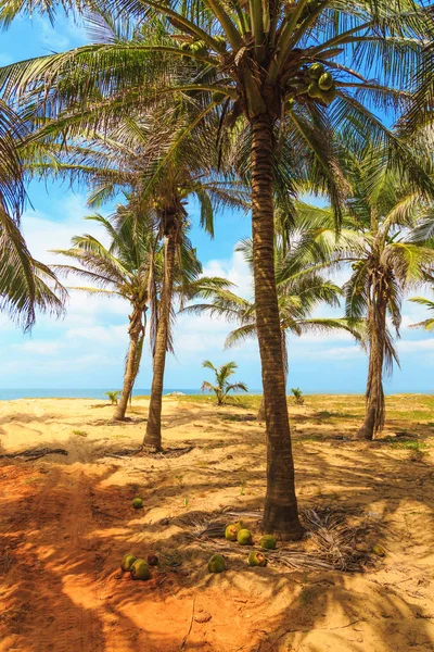 Green palm trees and sand growing on the ocean — Stock Photo, Image