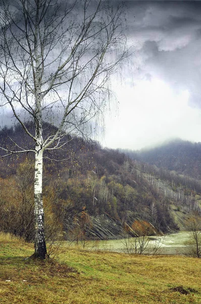 Die Birke steht am Ufer des Flusses vor dem Hintergrund der Berge — Stockfoto
