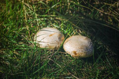 ormanda iki beyaz büyük mantar büyümek