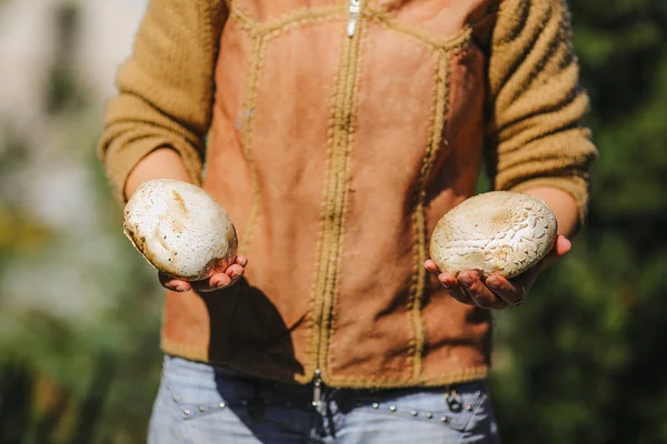 Das Mädchen hält frische saftige große weiße Pilze in der Hand — Stockfoto