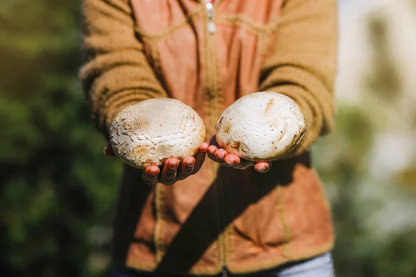 Das Mädchen hält frische saftige große weiße Pilze in der Hand — Stockfoto