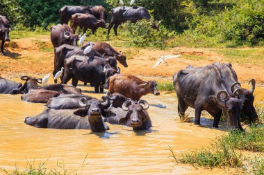 Safari gün, Texas'ın rahatlatıcı azıyorum grup