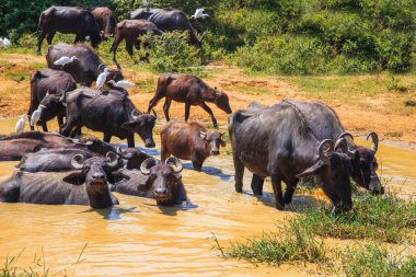 Safari gün, Texas'ın rahatlatıcı azıyorum grup