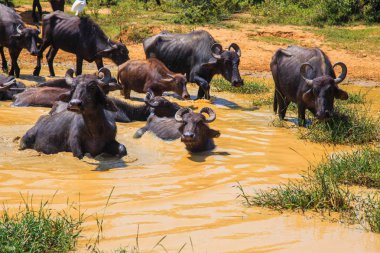 Safari gün, Texas'ın rahatlatıcı azıyorum grup