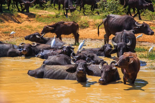 Safari day, group of buffaloes relaxing in the puddle — Stock Photo, Image
