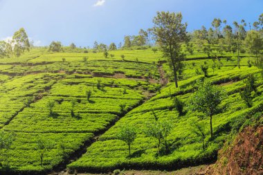 yeşil çay tarlaları yüksek dağlarda