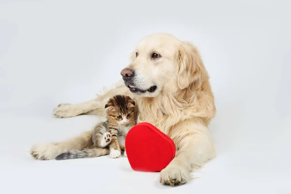 Golden Retriever ve kırmızı bir kalp tutan yalan küçük bir yavru kedi